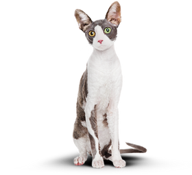 Стройный кот после того как начал питание cat energy